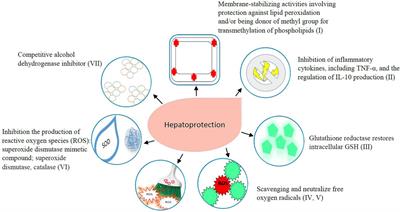 Novel Therapies for the Treatment of Drug-Induced Liver Injury: A Systematic Review